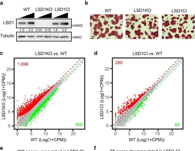 A new approach to stop cancer growth?