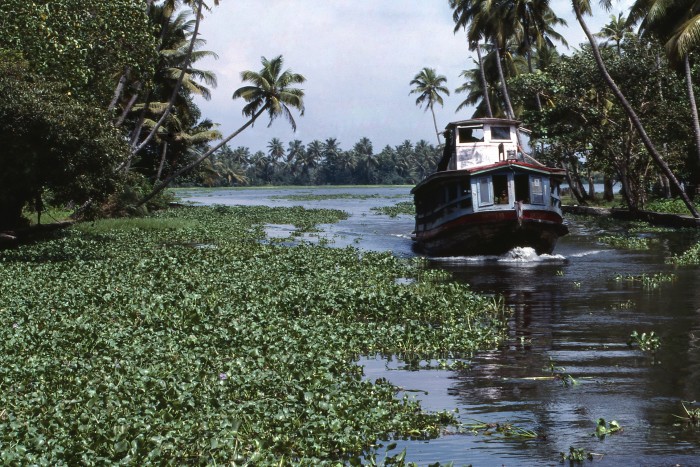 A river choked with water hyacinth, the world’s most widespread alien species