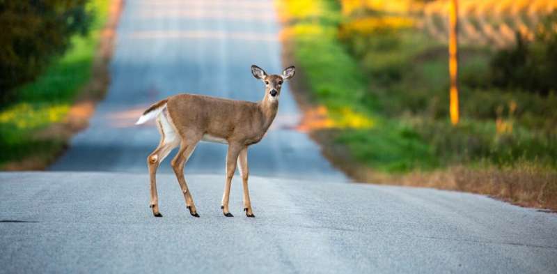 COVID mutates rapidly in white-tailed deer, but here's why we don't need to worry—for now