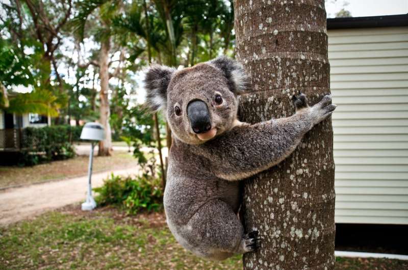 koala