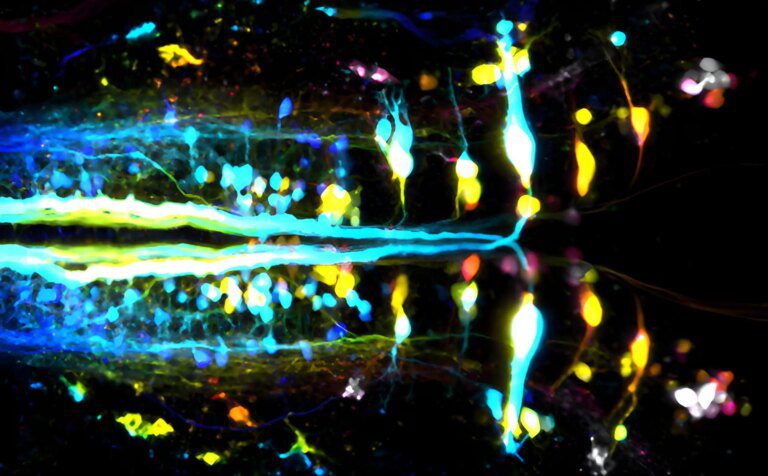 Decoding the Neuronal Pathways of Locomotion in Vertebrates