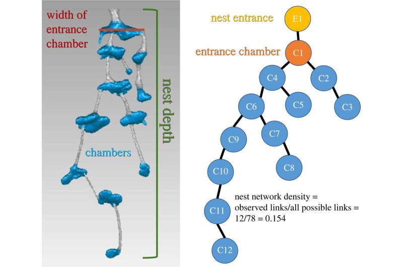 Could insights from ants help people build better transportation networks?