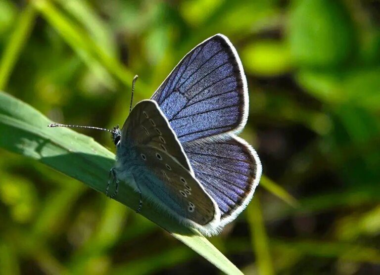 Cyaniris-semiargus.jpg