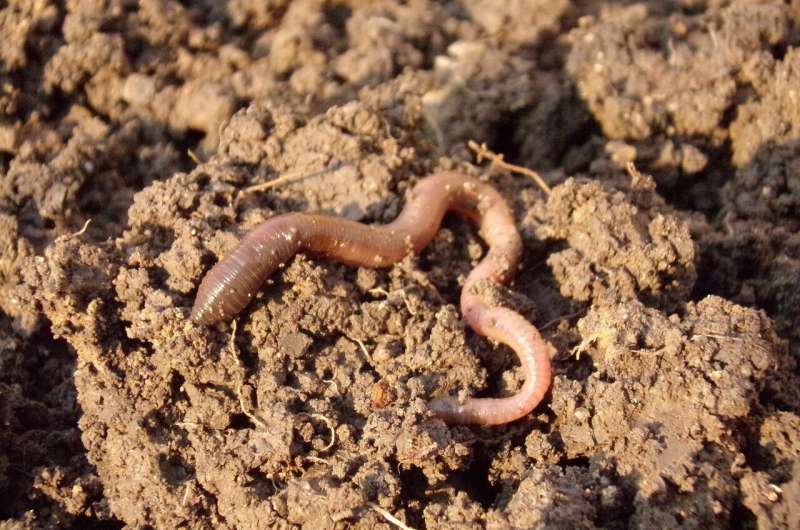 earthworms