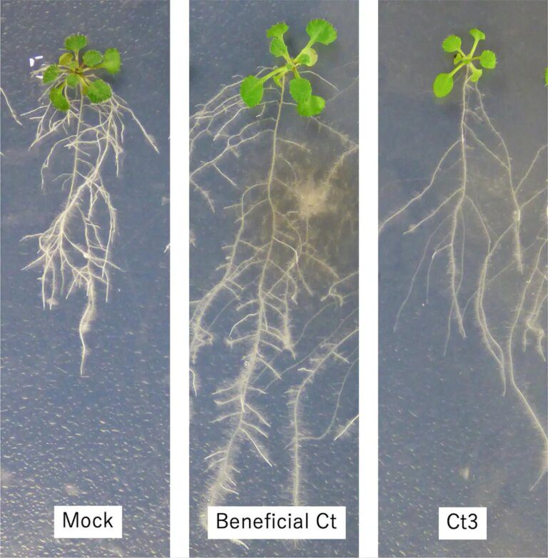 Genetic Cluster in Root Fungus Found To Be the “On/Off” Switch for Disease-Causing Behavior