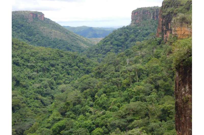 Extreme El Niño weather saw South America's forest carbon sink switch off