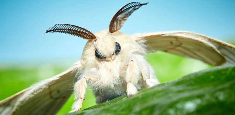 Unveiling the enigmatic world of moths: from ancient pollinators to whistling wonders