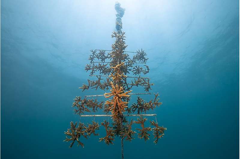 Can reefs be designed for immunity? Genetic research is identifying disease-resistant super corals in the Caribbean