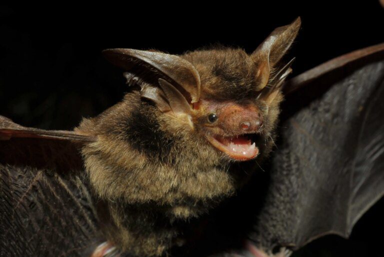 Missing for 100 Years – Scientists Rediscover Strange Big-Eared Brown Bat