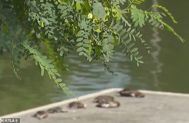 Hunt for the California duck poisoner: Los Angeles residents are left horrified as dozens of dead DUCKS wash up on shore of park lake daily – as locals say someone is poisoning the birds