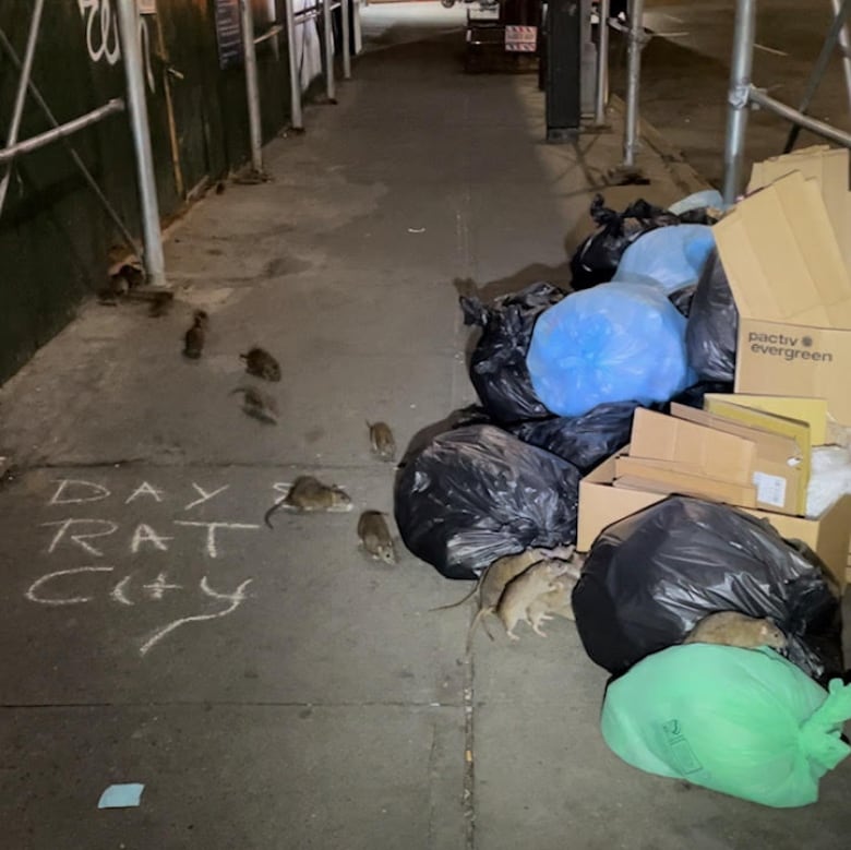 About a dozen rats emerge from a construction side and cross the sidewalk in a line towards a pile of garbage bags. 