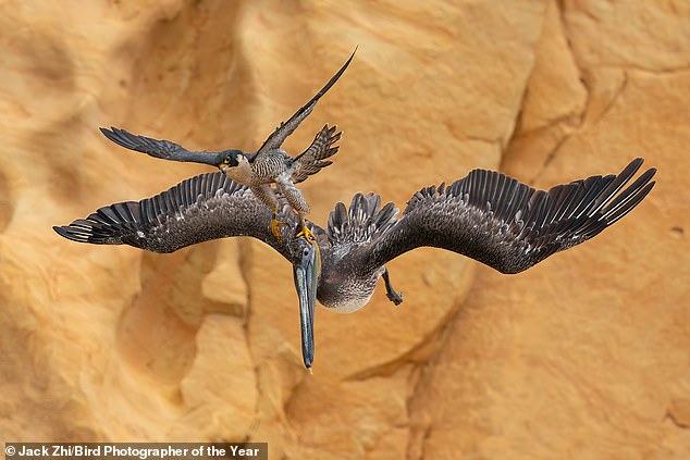 Incredible image of peregrine falcon swooping on pelican to protect her young wins Bird Photographer of the Year