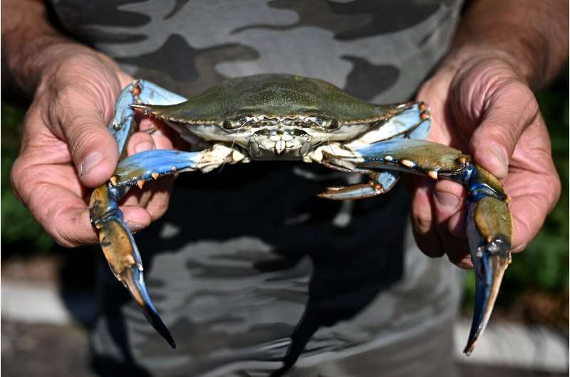 The invasive blue crab is a particularly aggressive species threatening local shellfish and fish in the delta where the River Po