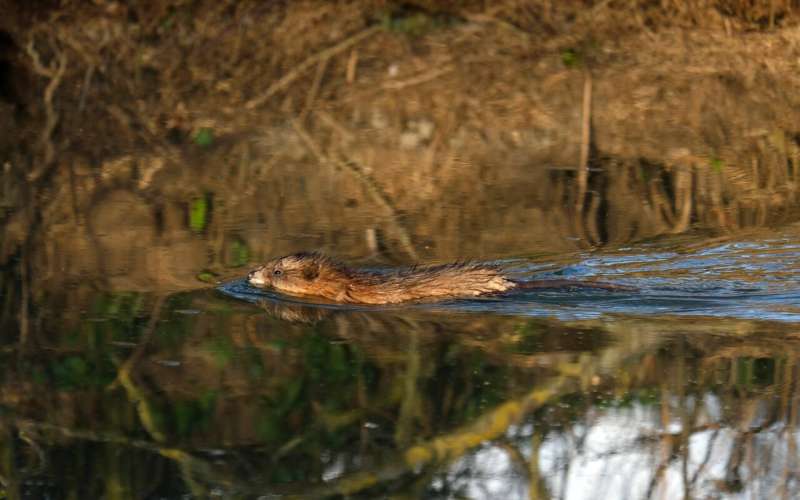 muskrat