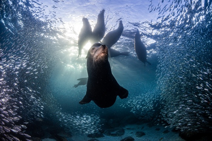 Sea lions