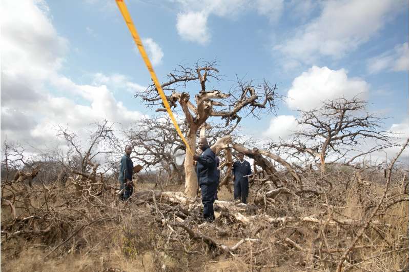 Cash-strapped African nations want a much bigger share of a $2-billion carbon credits market that is forecast to grow five-fold 