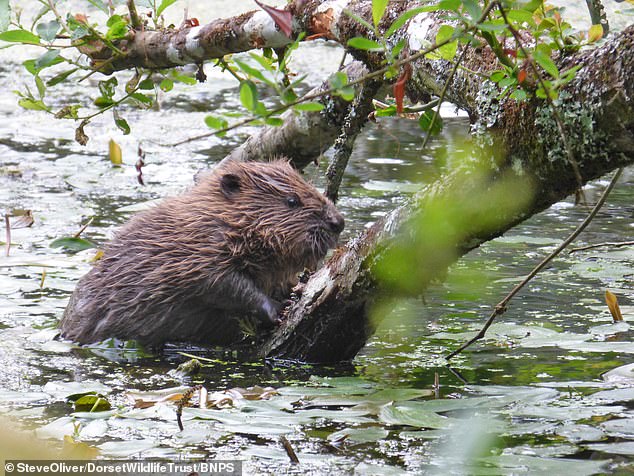 London welcomes first baby beaver in 400 years one year after Enfield council launched a new wildlife reintroduction programme