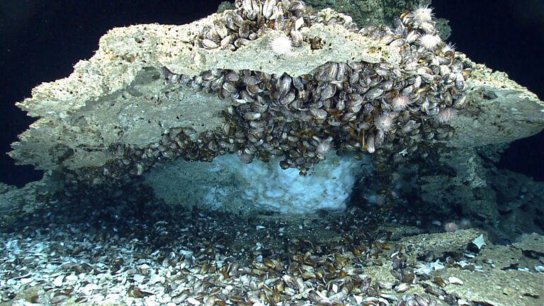 “Something No One Has Done Before” – Novel Bacterial Proteins From Seafloor Shed New Light on Climate and Astrobiology