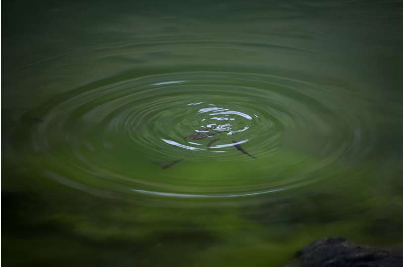 Some experts blame minnows used by anglers as live bait for the lake's green hue