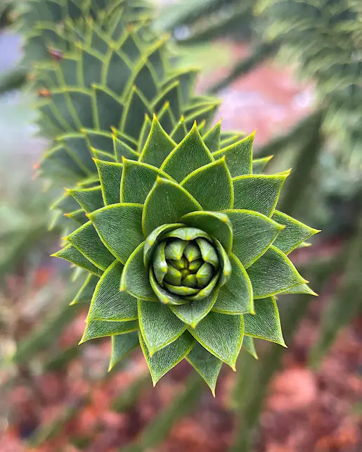 Monkey Puzzle