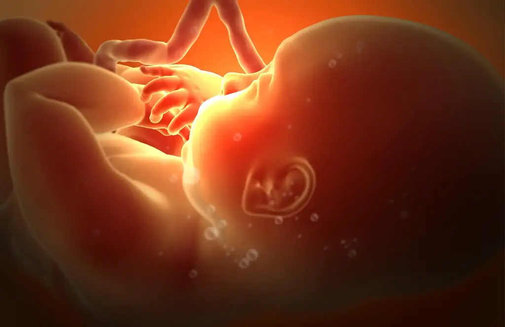 Fetus Third Trimester Pregnancy Human Development Illustration