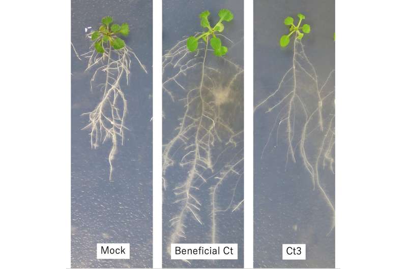 Switching from harmful to helpful fungi