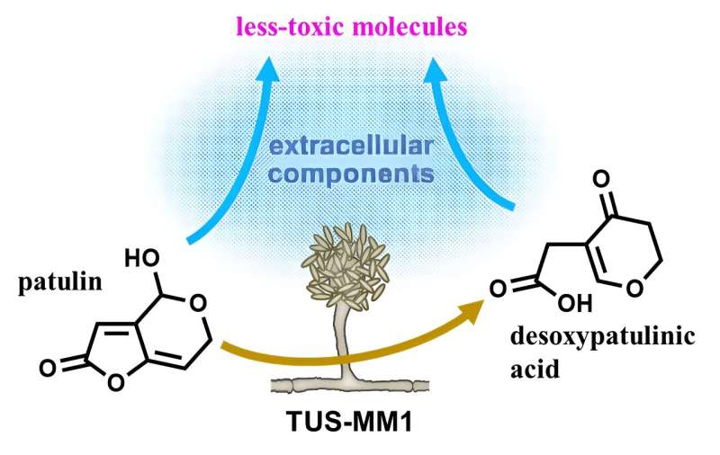 Newly discovered fungus helps destroy a harmful food toxin