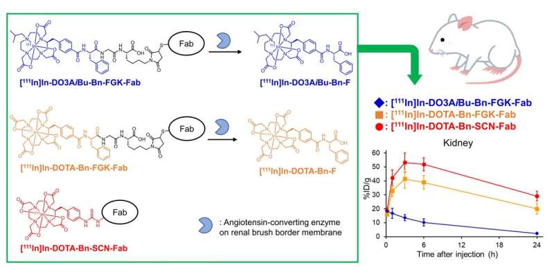 Novel molecular design for enhanced efficacy and safety in radiotheranostics