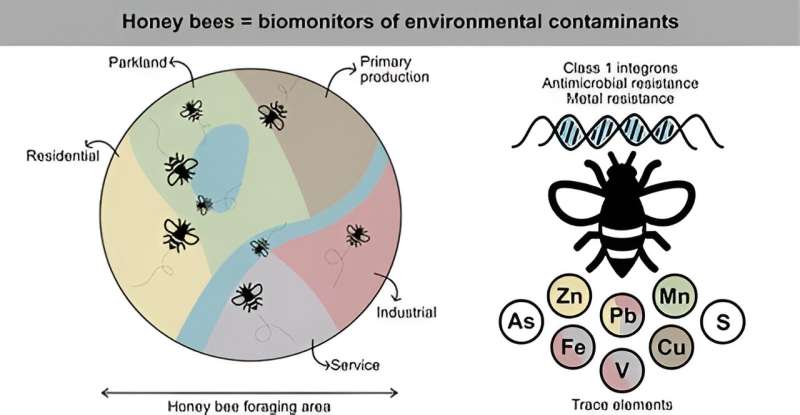 Patrolling honey bees exposes spread of antimicrobial resistance