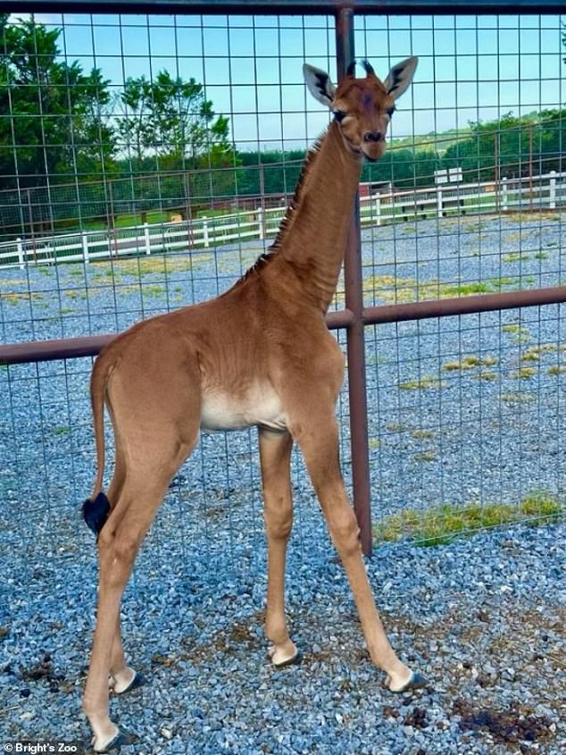 Rare giraffe born WITHOUT spots at Tennessee zoo named Kipekee – meaning ‘unique’ by public as 40,000 vote in Facebook poll