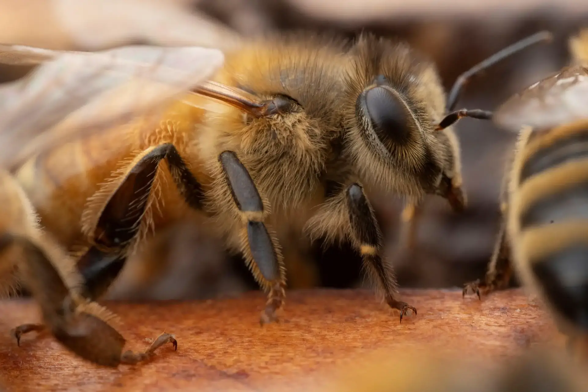 Bee Close Up