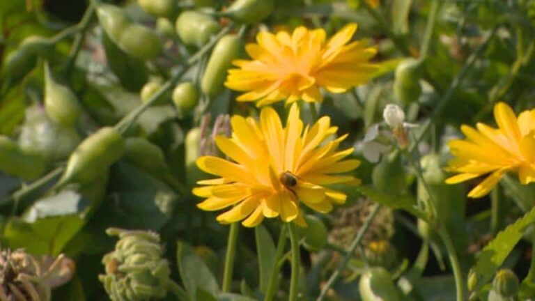 Some Yellowknife evacuees return home to bumper crops