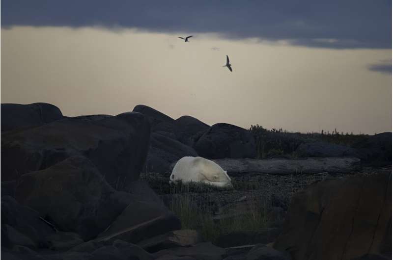 A polar bear sleeps at the end of the night along the shoreline of the Hudson Bay near Churchill, Canada