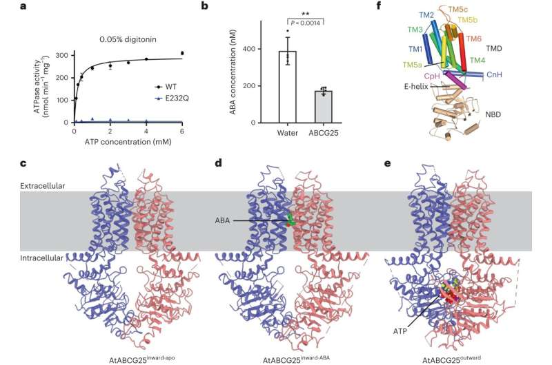 Study reveals molecular mechanism underlying cross-membrane transport of plant hormone abscisic acid