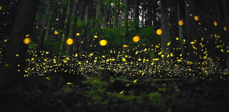 Fireflies, brain cells, dancers: synchronisation research shows nature's perfect timing is all about connections