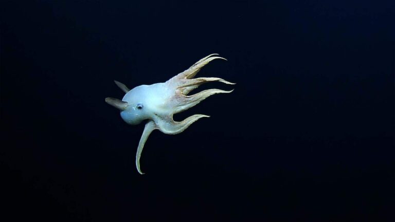 #TheMoment a rare dumbo octopus was spotted in the deep sea