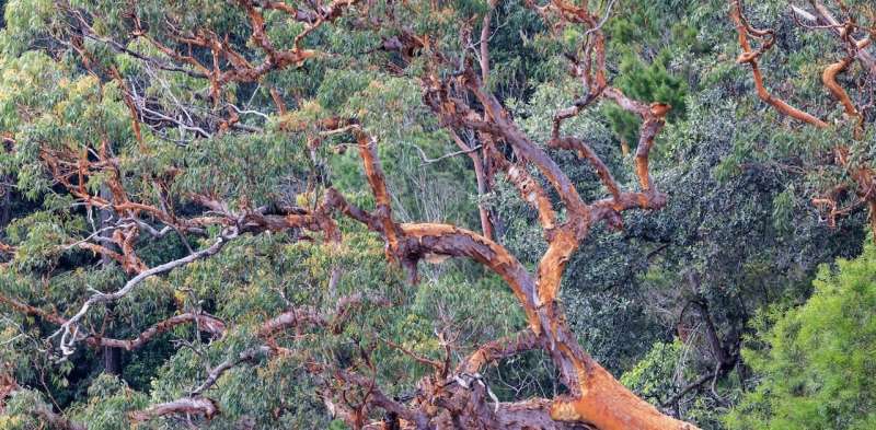 The illegal killing of 265 trees on Sydney's North Shore is not just vandalism. It's theft on a grand scale