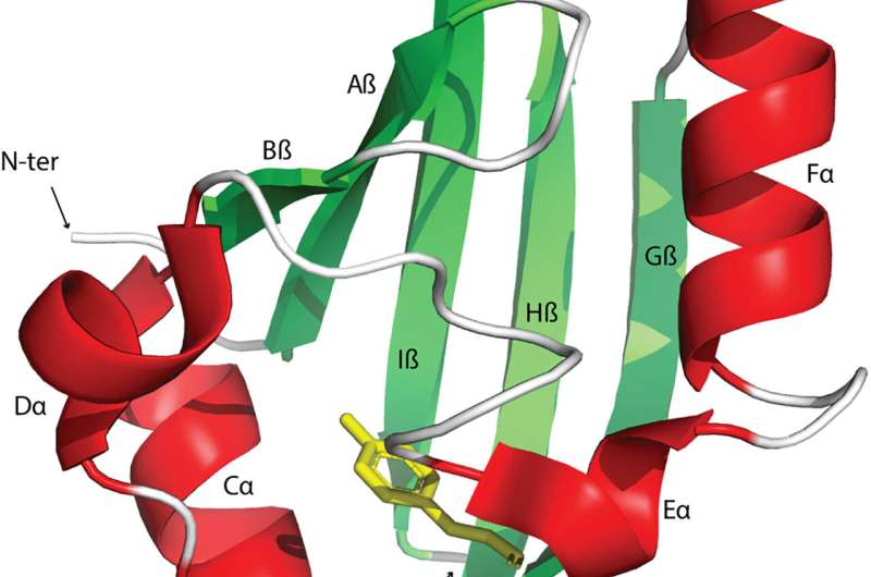 The origin and functional diversification of the Pert-Arnt-Sim (PAS) domain – an intracellular sensor