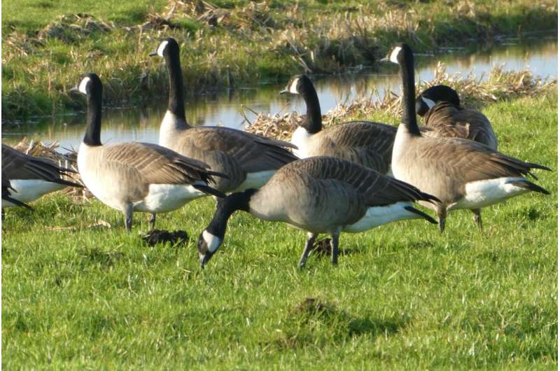 canadian geese