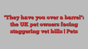 ‘They have you over a barrel’: the UK pet owners facing staggering vet bills | Pets