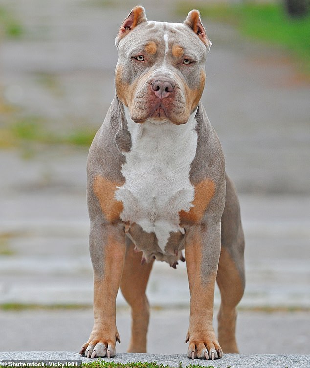 Two XL bully dogs are shot by farmer in Wales after they killed 22 pregnant sheep and injured 48 more in savage rampage