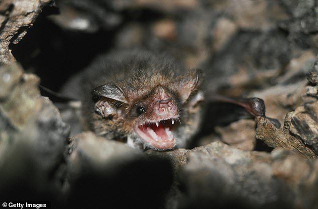 Two more rabid bats found in Utah. Animals test positive for rabies, a disease ‘100 percent’ fatal in humans