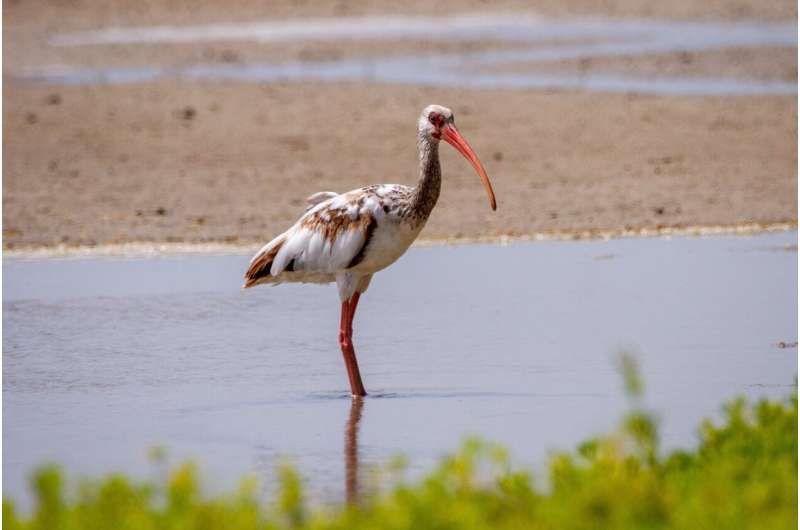 coastal habitat