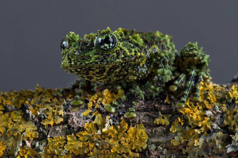 Comprehensive New Amphibian Family Tree Revises Frog Evolution Timeline