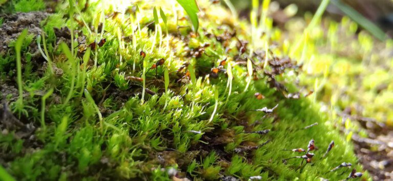 Living Fossil Under Threat – Oldest Living Land Plant Is in Danger Due to Climate Change