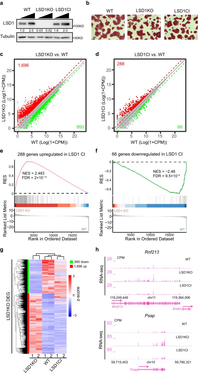 Biochemists focus on degrading key cancer-driving protein as a potential approach to stop cancer growth