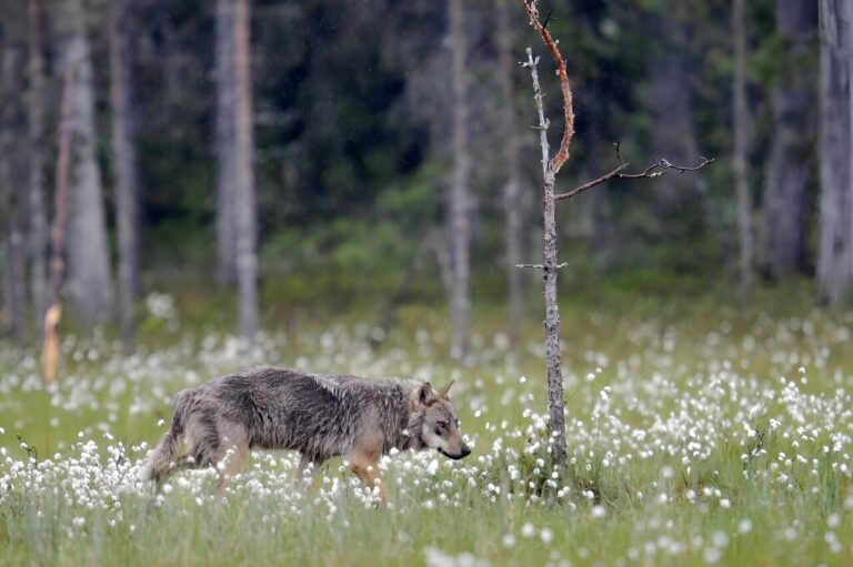 EU chief warns wolf packs ‘real danger’ in Europe