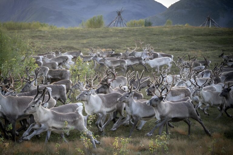 Norwegian reindeer migrate for winter