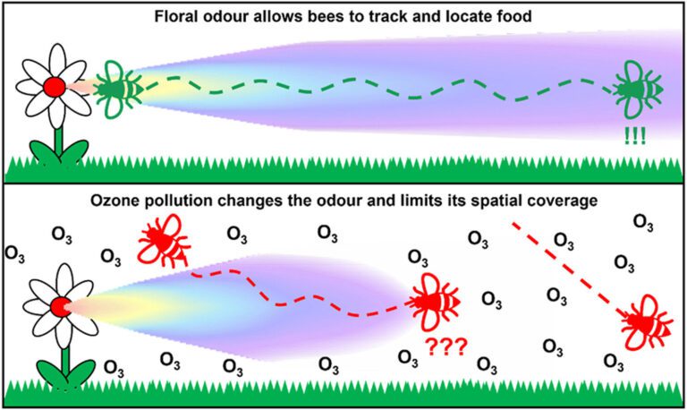 Air pollution prevents pollinators from finding flowers, study shows