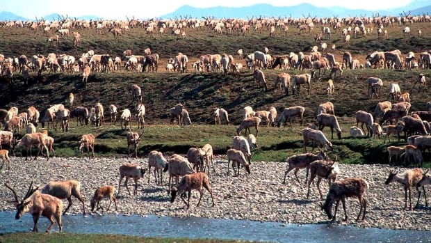 Gwich’in celebrate cancellation of oil exploration leases in Alaska’s Arctic refuge